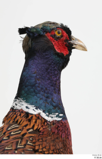 Pheasant  2 head 0016.jpg